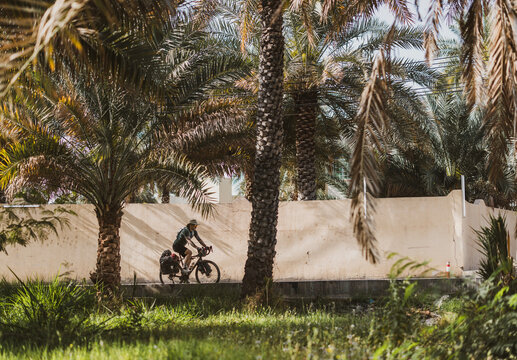 Bicycle tour cyclist riding past lush date palm trees in Nizwa, Oman
