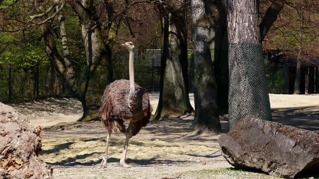 The common ostrich, Struthio camelus, or simply ostrich, is a species of large flightless birds native to Africa. It is one of two extant species of ostriches