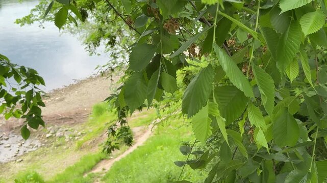Scenic Dniester River view near Mohyliv Podilskyi border crossing with green trees and peaceful summer landscape