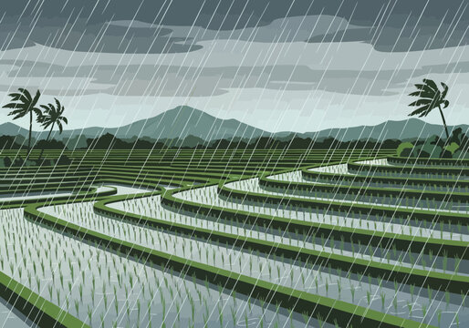 Terraced rice paddies are flooded with water under a heavy rainstorm with distant mountains and palm trees.