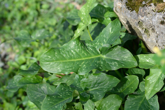 Italian arum leaves - Latin name - Arum italicum