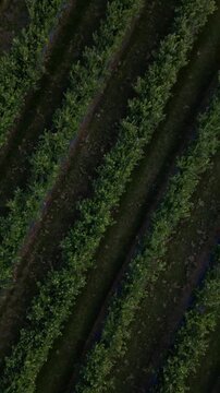 Aerial drone view Blueberry bush field, organic ripe. Blue berry hanging on a branch, Bio, healthy food, top view, Farm with berries