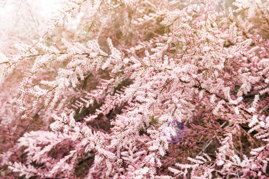 Blooming tamarix shrub branches close up. Pink tamarisk flowers in soft selective focus. Beautiful retro spring botanical background.