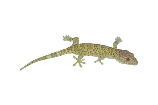 Tokay Gecko Isolated on Transparent Background