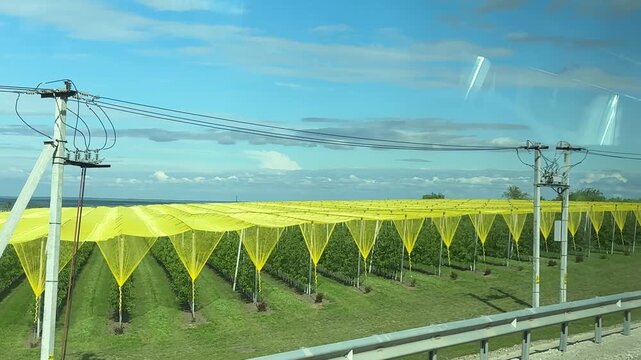 Bright yellow sun protection nets covering Moldovan vineyards along countryside road during summer travel