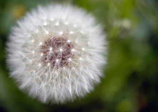 Close-Up of White Dandelion Seed Head