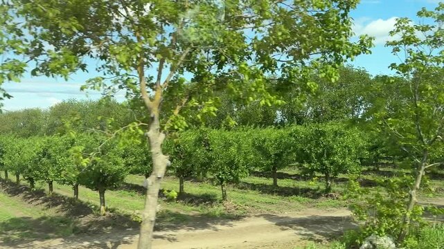 Neat rows of young apple trees and harvest crates along Moldovan countryside road seen from bus window