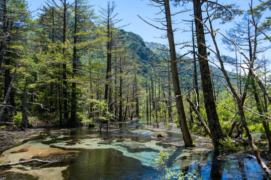 Gokusama wetlands and forest reflections in Kamikochi, Japan
