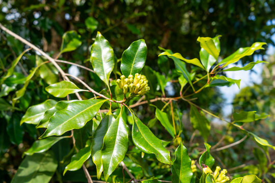 Clove bud growing on tree in Tentena, Sulawesi, Indonesia forest