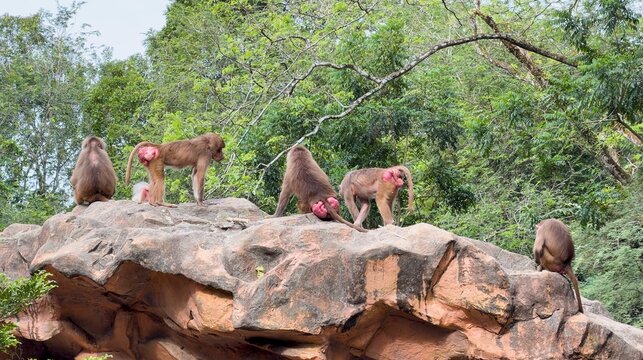 Troop of Hamadryas Baboons on a Large Rock in a Forest