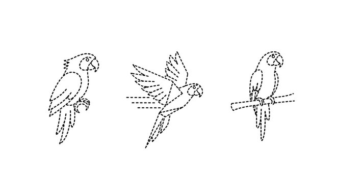 Illustrated parrots in various perching positions outline style.
