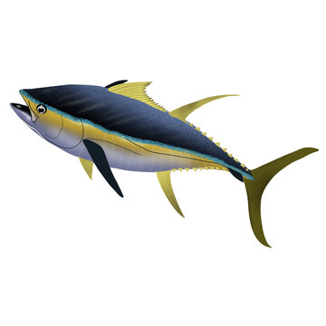 Yellowfin Tuna Illustration: A vibrant illustration of a yellowfin tuna, showcasing its sleek, streamlined body and distinctive yellow fins, perfect for culinary or marine themes.