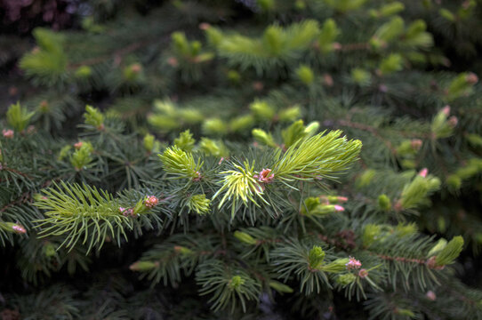 Fresh green spruce shoots in spring close-up