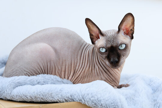 Sphynx cat resting on soft blanket in bright room with natural light during daytime