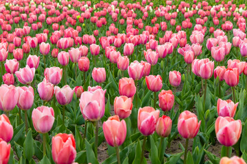 Obraz premium Vibrant tulip field bursting with shades of pink under a clear blue sky during spring bloom in a beautiful garden