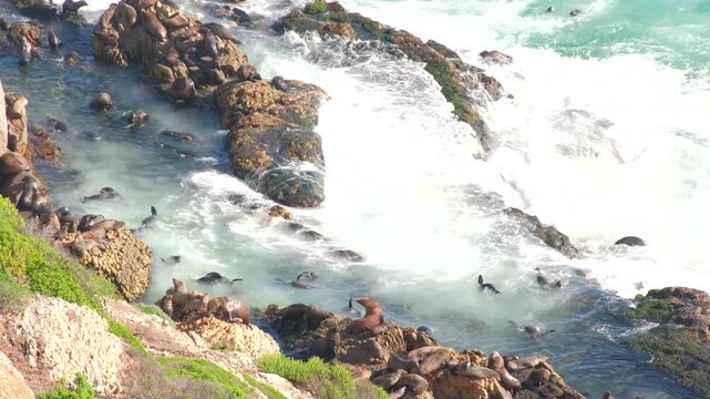 Frolicking cape fur seal colony on Robberg marine reserve coastline, top view