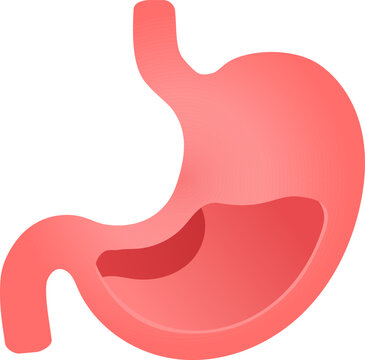 Simplified Illustration of the Human Stomach with Digestive System Outline