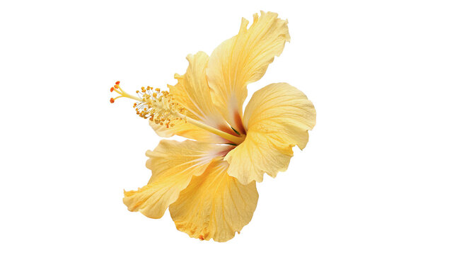 Beautiful vibrant yellow hibiscus flower blossom head petals isolated on transparent background cut out