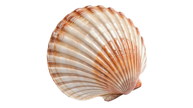 Natural empty spiral sea shell ocean marine ornament isolated on transparent background cut out
