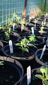 Young limelight hydrangea seedlings growing in nursery pots