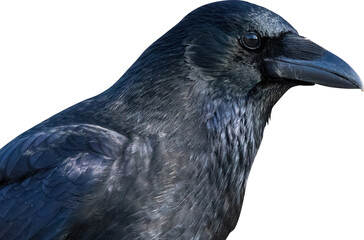 Obraz premium Crow without background