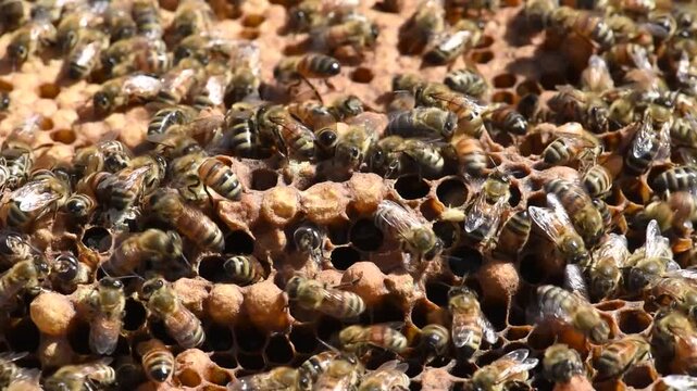Honey Bees diligently work the hive to produce honey for a beekeeper.