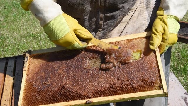 A beekeeper scrapes honey from the frame of a honeycomb.