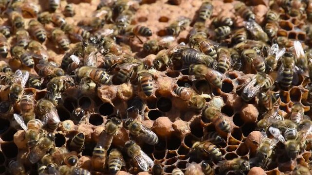 Honey Bees diligently work the hive to produce honey for a beekeeper.