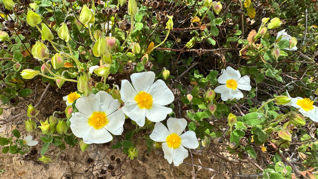 Cistus rockrose on sandy coastal scrub near Canj and Kraljichna Montenegro