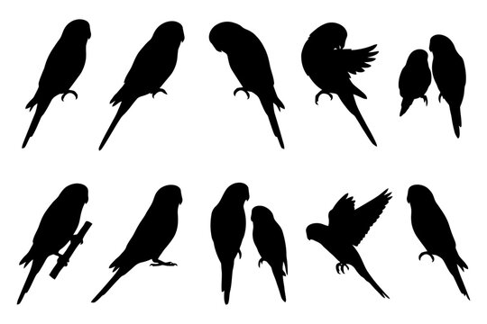 Silhouette collection of parrots in various poses and perches.