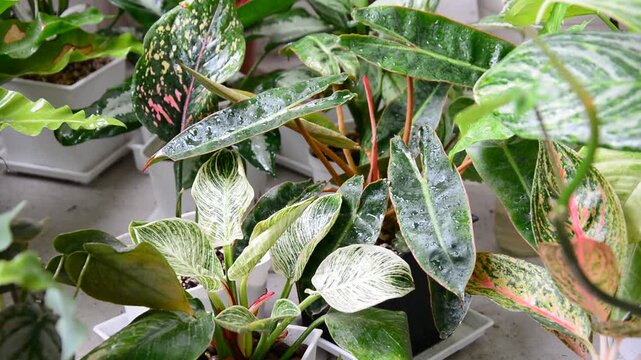 Collection of potted ornamental indoor plants in a greenhouse