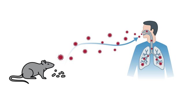 Flat minimalist animation of hantavirus spreading from infected rodent to human respiratory system and lungs. Medical awareness concept with clean infographic design and white background.