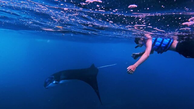 Giant manta rays swimming underwater near Nusa Penida, Bali, in clear tropical ocean with beautiful marine environment.