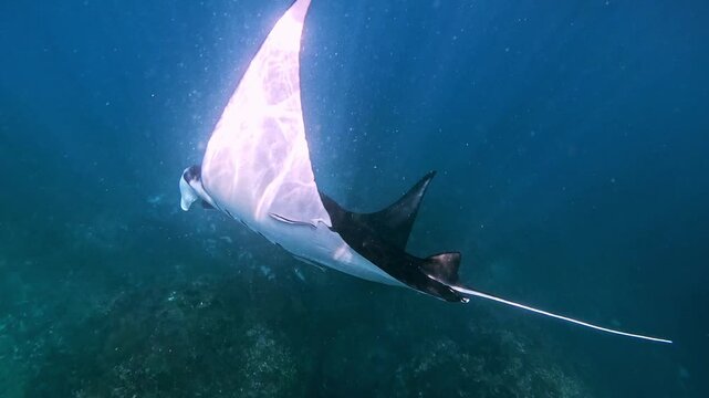 Giant manta rays swimming underwater near Nusa Penida, Bali, in clear tropical ocean with beautiful marine environment.