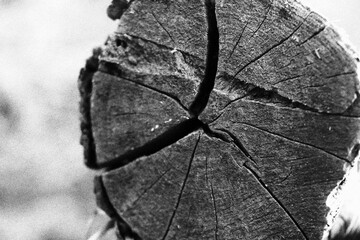 dead tree trunk © Shrey