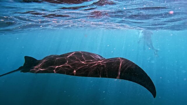 Giant manta rays swimming underwater near Nusa Penida, Bali, in clear tropical ocean with beautiful marine environment.