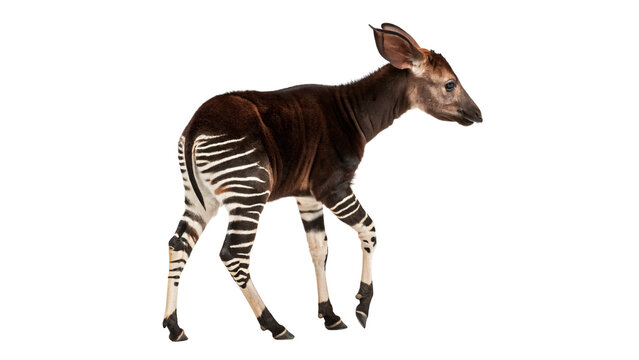 Full length profile view of wild okapi animal walking isolated on transparent background cut out