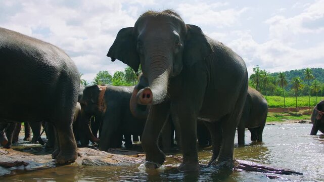 Herd of Asian elephants bathing in a river in tropical landscape