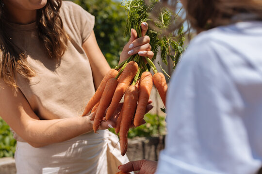 People sharing fresh organic carrots from garden harvest
