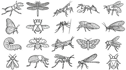 Vintage insect line art collection, 20 detailed bug sketches in vector format, hand drawn biological illustrations of beetles and butterflies © Sidra