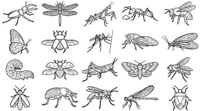 Vintage insect line art collection, 20 detailed bug sketches in vector format, hand drawn biological illustrations of beetles and butterflies