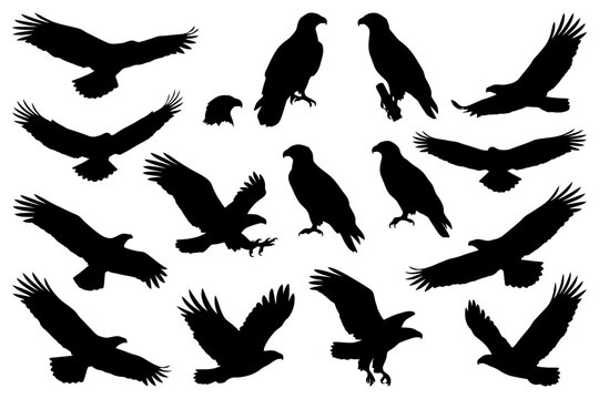 Silhouette collection of eagles and hawks in various flight poses.