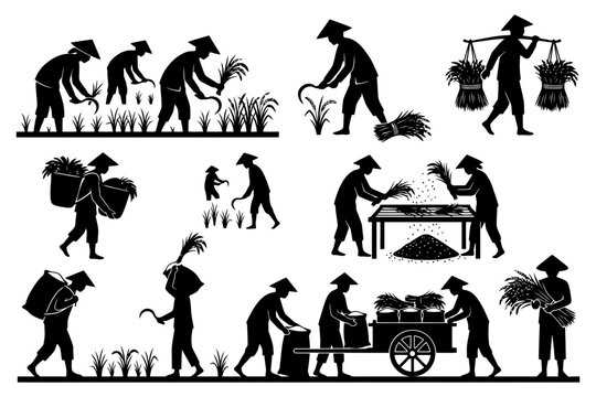 Silhouette of asian farmers harvesting rice with traditional tools.
