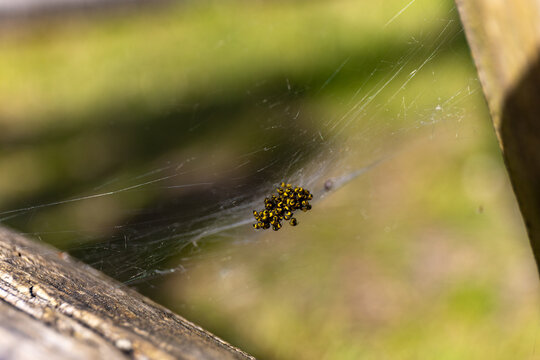 Babies of Araneus, orb-weaver spiders, macro