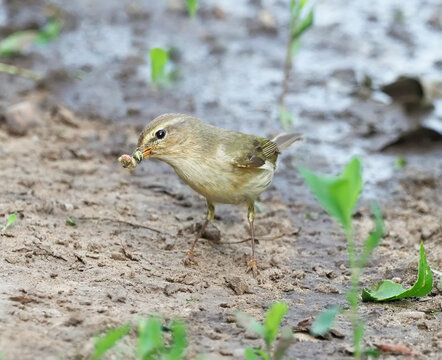 Common chiffchaff bird holding a caterpillar in its beak, Phylloscopus collybita