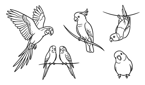 Black outline tropical parrot vector set with exotic flying and sitting jungle bird characters