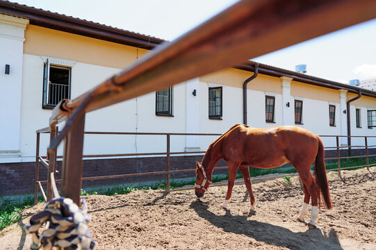 Chestnut horse grazing in paddock near stable. Sunny day. Animal portrait.