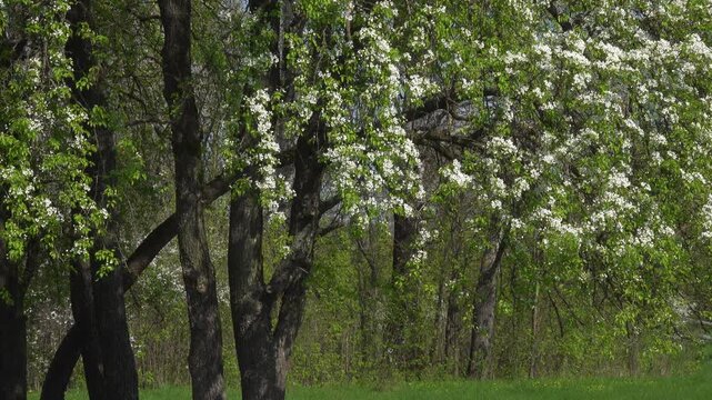 Blooming Pear Tree Branches Swaying in Wind Above Orchard Trunks.
