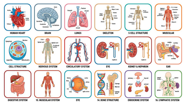 Anatomical Chart of Human Body Systems and Organs - Medical Illustration Collection