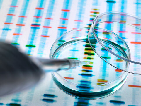 Sample of DNA being pipetted into a petri dish over genetic results